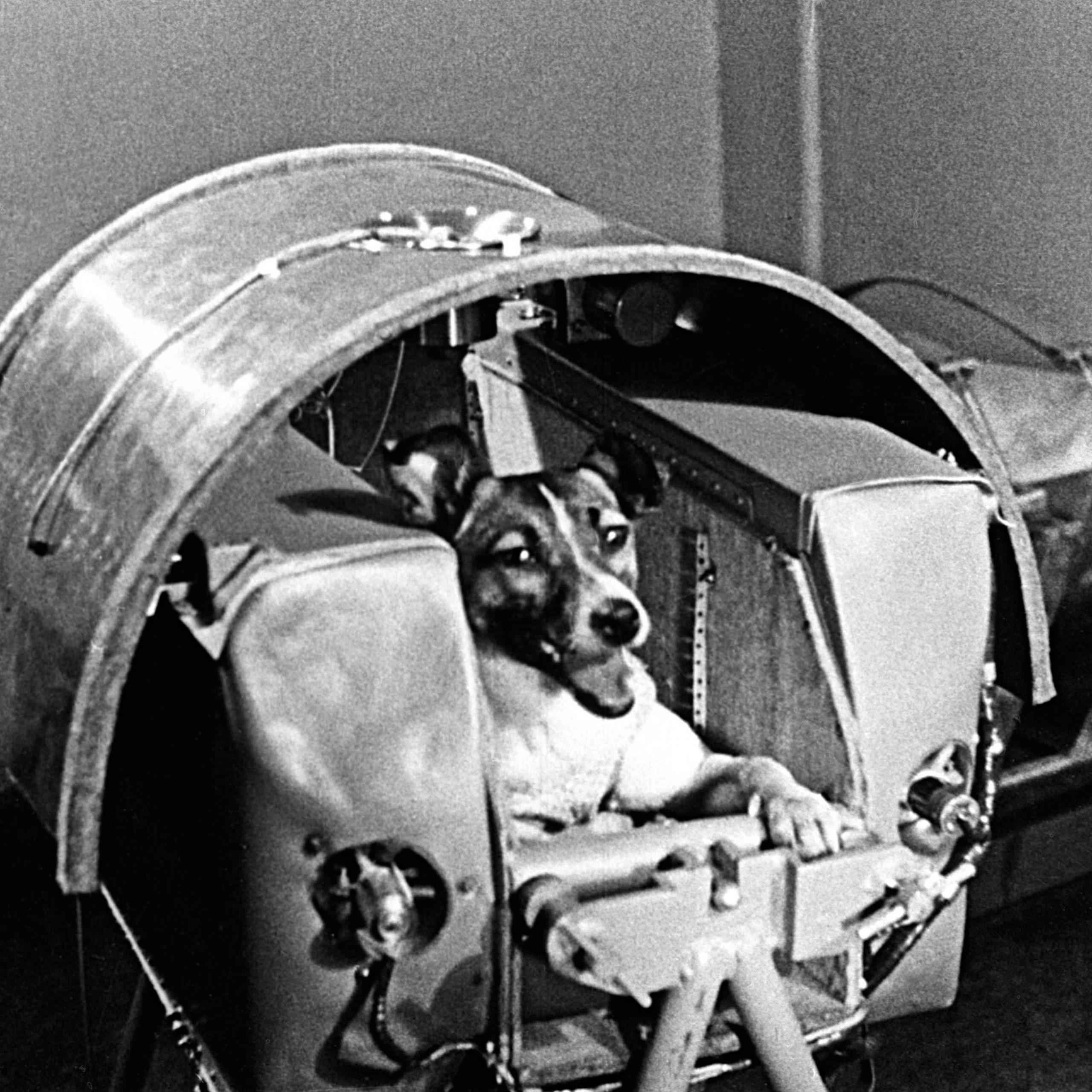 Laika - First Dog In Space - Space History